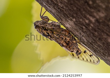 Cicada Orni Wildlife South France Royalty-Free Stock Photo #2124253997