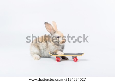 Rabbit and skate board for lovely pet. Little bunny and a skateboard on the white background. Extreme sport for bunny concept.