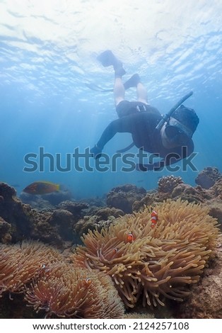 A shoals of clownfish in vivid anemone a coral reef and have a man in a snorkelling mask dive underwater for look clownfish tropical sea in Phuket, Thailand