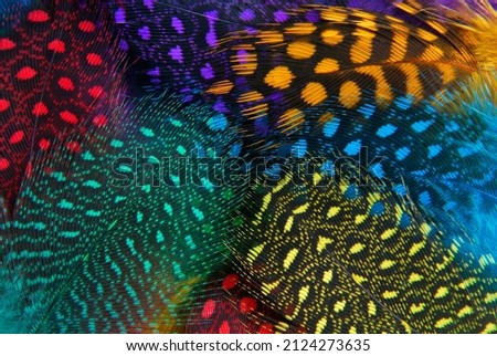 feather different colors macro textured background