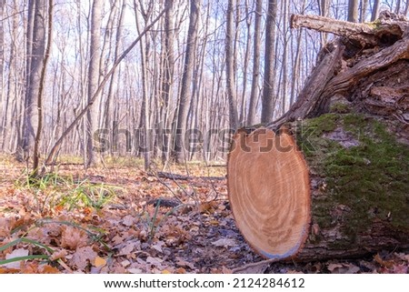 A stump from a sawn-off oak tree. Sawn tree in the forest. Stock of firewood. Forest stump. Forest in autumn. Part of a tree in the forest
