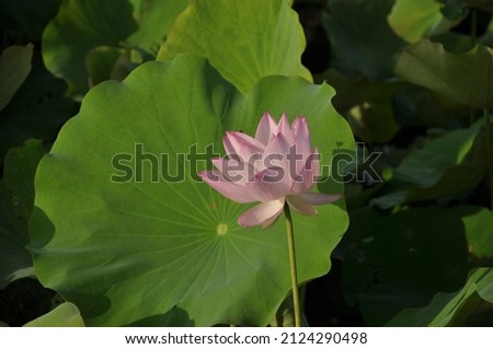  Lotus bloom in summer morning