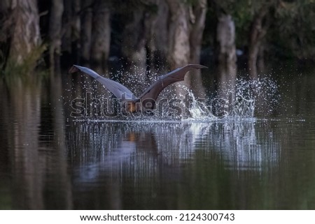 Close-up view of a grey-headed flying-fox, Pteropus poliocephalus, just after skimming the surface of a pond to cool down and get a drink, leaving a track of splashing water behind it.