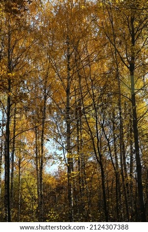 blurred autumn landscape, leaf fall in the forest on a sunny day, two birches