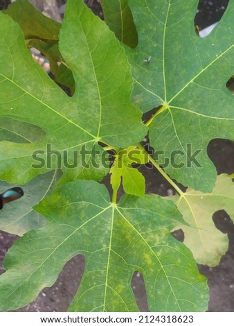 the shape of the fig leaf appears on the surface