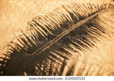 Copy space of shadow palm leaf on sand beach texture background. Summer vacation and holiday relax concept. Vintage tone filter effect color style. High quality photo