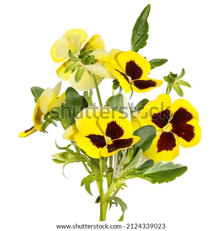 Isolated bouquet of yellow pansy flowers on white background. Anny's eyes