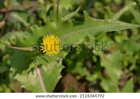 Sonchus oleraceus is a species of flowering plant in the dandelion tribe Cichorieae of the Daisy family Asteraceae. It has many common names including common, annual, or smooth sowthistle Royalty-Free Stock Photo #2124344792