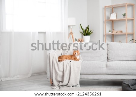 Cute red cat lying on sofa in living room