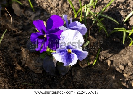 Delicate blooming purple tricolor violet. Viola tricolor. Spring. Top view, copy space