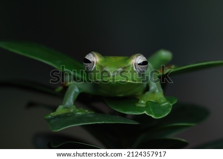 Rhacophorus dulitensis closeup on green leaves, Jade tree frog closeup on green leaves, Indonesian tree frog, Rhacophorus dulitensis or Jade tree frog closeup
