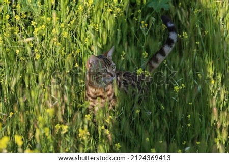 Young cat hiding in a bush