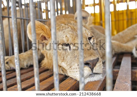 Close-up pictures of the lion 