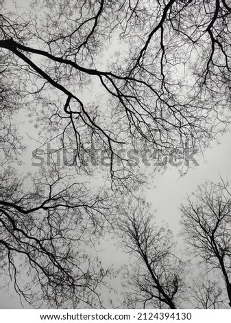 black and white picture trees branches against the grey sky