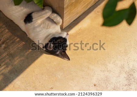 A bird's eye view of a cat lying in shadow on concrete floor.