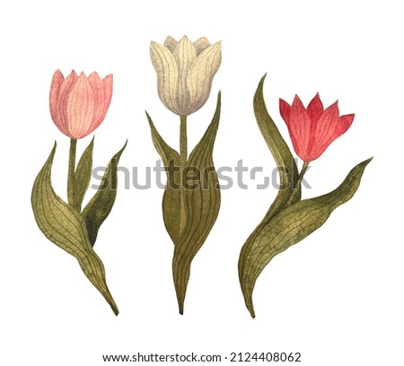 Hand-drawn tulips in retro style isolated on a white background. Three watercolor flowers. Spring bouquet. Botanical set. Decorative floral clipart.