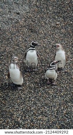 Penguins. Shot on galapagos and Ushuaia.