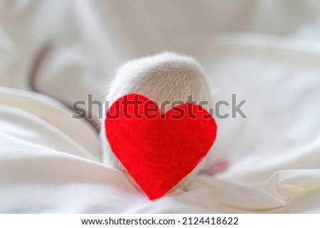 A small white rat sits and washes on a light background. Nearby lies a red heart. Valentine's day concept, cute picture.