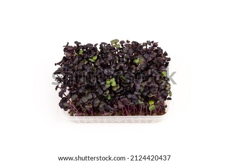 Fresh purple radish sprouts on white background. Microgreens. Vegan and healthy eating concept. 