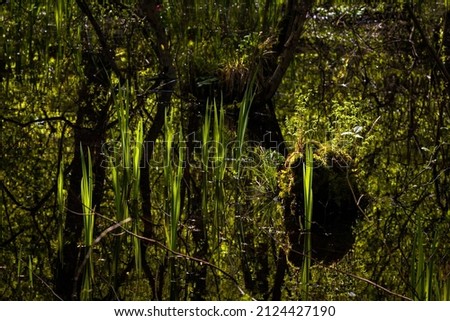 a river flowing in the forest, a swamp with water, all green is beautifully reflected in the mirror surface of the reservoir