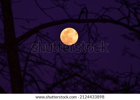 Full Moon : An evening view of golden moon in the outskirts of Dibrugarh,Assam,India