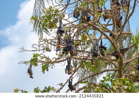 Flying Foxes in rural Sri Lanka