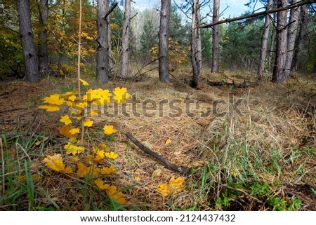 Clearing in the pine forest with a yellow maple tree, late autumn.
