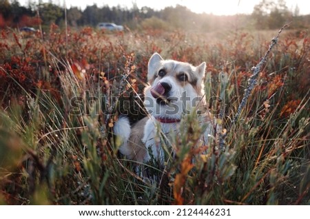 Welsh corgi pembroke dog in the cranberry field, funny face, autumn colors, sunbeams, sunlight, Royalty-Free Stock Photo #2124446231