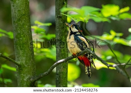 Great Spotted Woodpecker French Alps