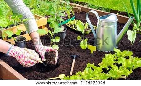Planting eggplant seedlings in soil on raised beds close-up. The hands of a gardener in gloves plant a sprout in the ground surrounded by gardening tools, a watering can, a wooden box with seedlings. Royalty-Free Stock Photo #2124475394