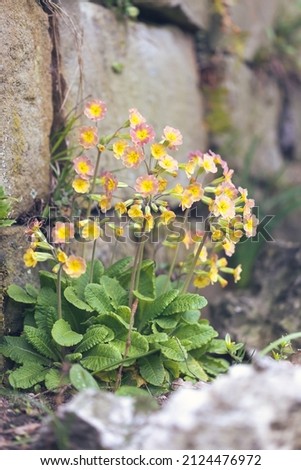Closeup of a pink-yellow primrose growing near a wall on blurry background