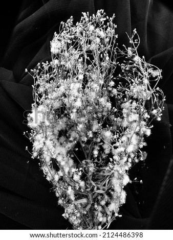 Black and white dry flowers background. Dried flowers grass walpaper. Floral texture background