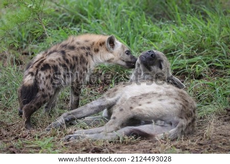 Young laughing hyena looking cute while licking its mother, Kruger National Park, South Africa