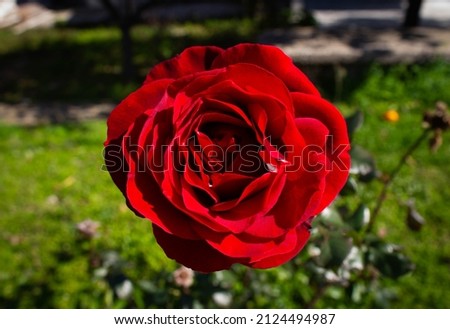 Close up view of red rose in the garden. 
