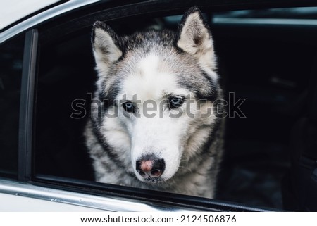 Siberian husky dog face in open backseat window of car