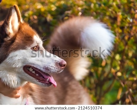 A husky dog looking away in alert position