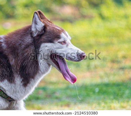 A husky with open mouth in garden