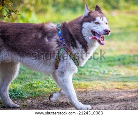 A husky with tongue out running