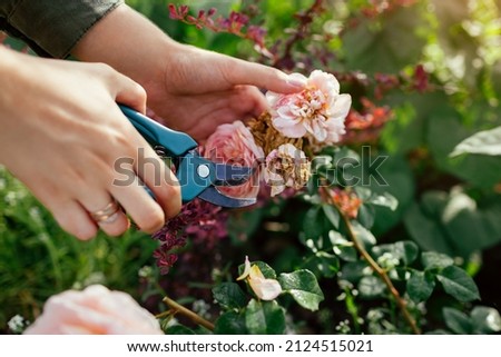 Woman deadheading spent english rose hips in summer garden. Gardener cutting wilted flowers off with pruner. Abraham Darby rose by Austin Royalty-Free Stock Photo #2124515021