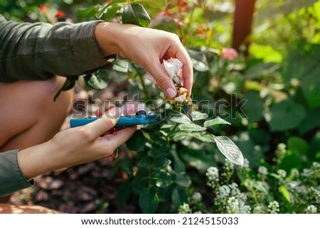 Woman deadheading spent rose hips in summer garden. Gardener cutting wilted flowers off with pruner. Outdoor hobby activities Royalty-Free Stock Photo #2124515033