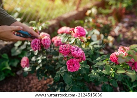 Woman deadheading dry leonardo da vinci rose in summer garden. Gardener cutting wilted spent flowers off with pruner. Royalty-Free Stock Photo #2124515036