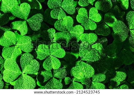Background with green clover leaves for Saint Patrick's day. Abstract backdrop for design with a shamrock covered with dew drops.