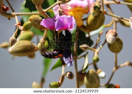 Insect pollinating flowers in nature.