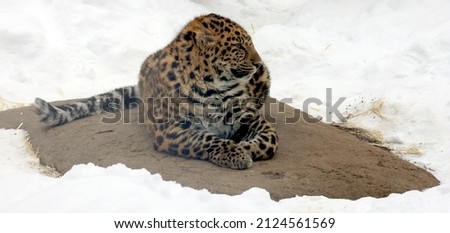 Amur leopard is a leopard subspecies native to the Primorye region of southeastern Russia and the Jilin Province of northeast China