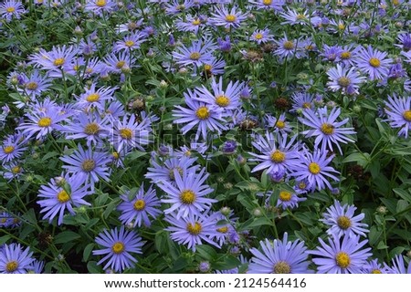 Close up of flowers of Blue Aster frikartii Monch seen in the garden in summer. Royalty-Free Stock Photo #2124564416