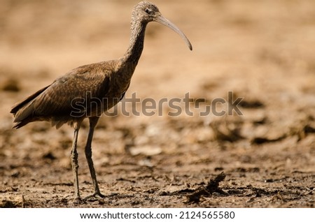 Glossy ibis Plegadis falcinellus standing. Aguimes. Gran Canaria. Canary Islands. Spain. Royalty-Free Stock Photo #2124565580