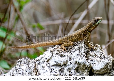 Calango lizard basking in the sun on a rock.