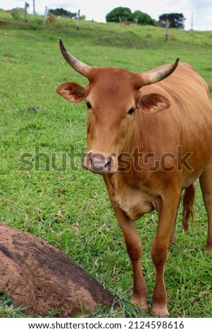 A brown cow looking directly at the camera, it has her head turned a little to the right of the picture, it has horns.
