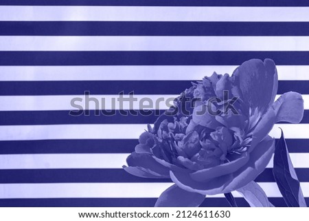 Banner with pink peony flower on very peri background with copy space. Closeup