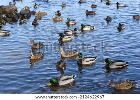Lots of birds wild mallard ducks swims in blue water. Wintering of wild migratory birds. Survival of birds, nature care, ecology environment concept, fauna ecosystem, wildlife research.